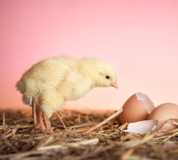 Day old chicks