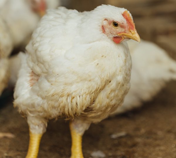 Broiler Farm